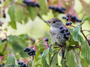 Junge weibliche Mönchsgrasmücke beim Beerenessen. Foto:eb