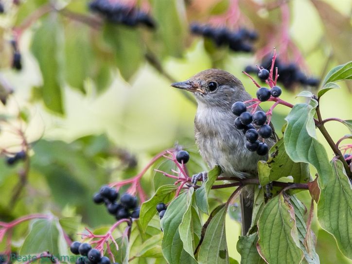 Junge weibliche Mönchsgrasmücke beim Beerenessen. Foto:eb
