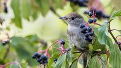 Junge weibliche Mönchsgrasmücke beim Beerenessen.    Foto:eb
