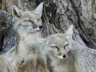 Die beiden Steppenfüchse Anastasia und Rasputin. Foto: eb