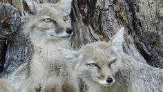 Die beiden Steppenfüchse Anastasia und Rasputin. Foto: eb