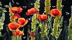 Einfach wachsen lassen: je mehr wilde Blumen im eigenen Garten, desto besser für die Umwelt. Gegen das Insektensterben kann jeder etwas tun, indem er weniger Steingärten anlegt. Foto: eb
