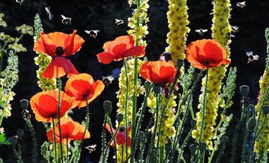Einfach wachsen lassen: je mehr wilde Blumen im eigenen Garten, desto besser für die Umwelt. Gegen das Insektensterben kann jeder etwas tun, indem er weniger Steingärten anlegt. Foto: eb