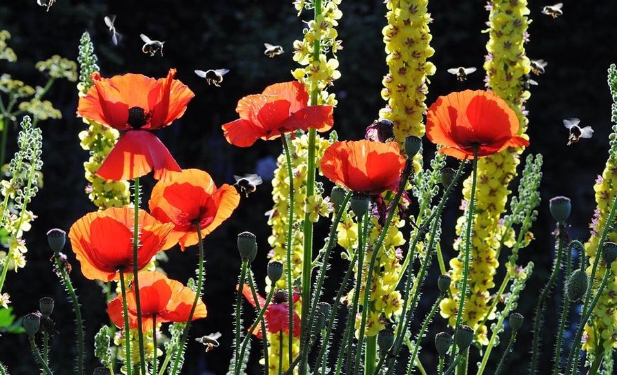 Einfach wachsen lassen: je mehr wilde Blumen im eigenen Garten, desto besser für die Umwelt. Gegen das Insektensterben kann jeder etwas tun, indem er weniger Steingärten anlegt.  Foto: eb