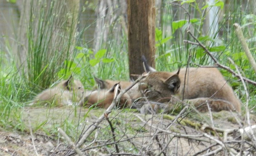 Der Luchs Lissy mit seinem Nachwuchs zeigt sich mit etwas Geduld den Besuchern. Foto: eb