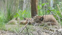 Der Luchs Lissy mit seinem Nachwuchs zeigt sich mit etwas Geduld den Besuchern. Foto: eb