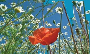 Das Sommerblütenfest lädt am 16. Juni zum Schnuppern, Stöbern, Shoppen und Schlemmen. Foto: eb