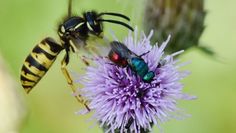 Gemeine Wespe und Sandgoldwespe - Nur eine mag Kuchen.
Foto: Peter Brixius