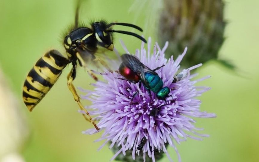Gemeine Wespe und Sandgoldwespe - Nur eine mag Kuchen.
 Foto: Peter Brixius