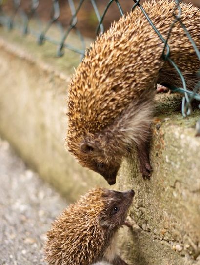 Mehrere Löcher von 10x10 cm im Zaun reichen dem Igel als Schlupfloch in den Garten. Foto: eb