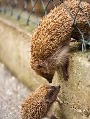 Mehrere Löcher von 10x10 cm im Zaun reichen dem Igel als Schlupfloch in den Garten.  Foto: eb