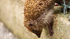 Mehrere Löcher von 10x10 cm im Zaun reichen dem Igel als Schlupfloch in den Garten.  Foto: eb