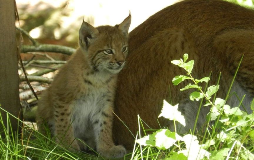 Dieser kleine Luchs sowie dessen Geschwister möchten von vielen Besuchern bestaunt werden. Foto: eb