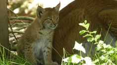 Dieser kleine Luchs sowie dessen Geschwister möchten von vielen Besuchern bestaunt werden. Foto: eb