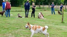 Zwei- und Vierbeinder hatten auf dem Sommerfest jede Menge Spaß. Foto: eb