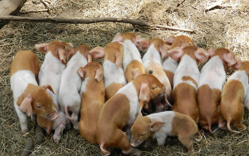 Großer Wurf Ferkelchen „Rote Husumer“ im Beverstedter Tierpark Cux-Art. Foto: eb
