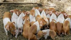 Großer Wurf Ferkelchen „Rote Husumer“ im Beverstedter Tierpark Cux-Art.  Foto: eb