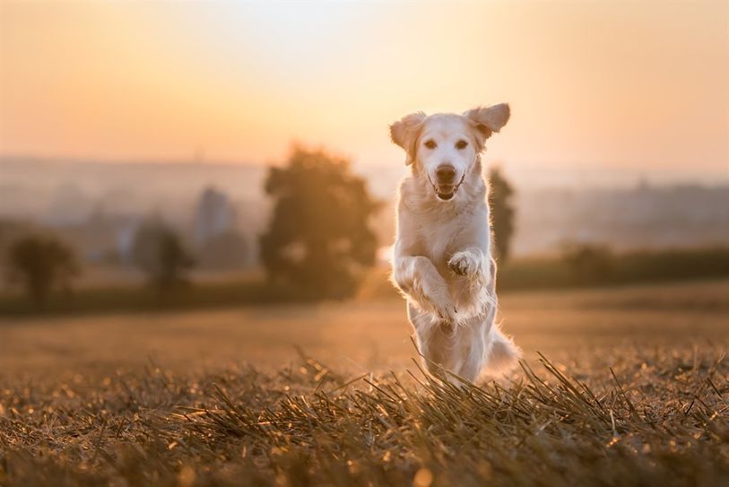 Ausreichende Bewegung und gute Ernährung beugt Gelenkbeschwerden bei Haustieren vor.  Foto: Adobe Stock/Daphne