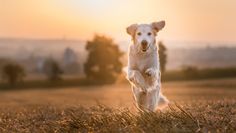 Ausreichende Bewegung und gute Ernährung beugt Gelenkbeschwerden bei Haustieren vor.  Foto: Adobe Stock/Daphne