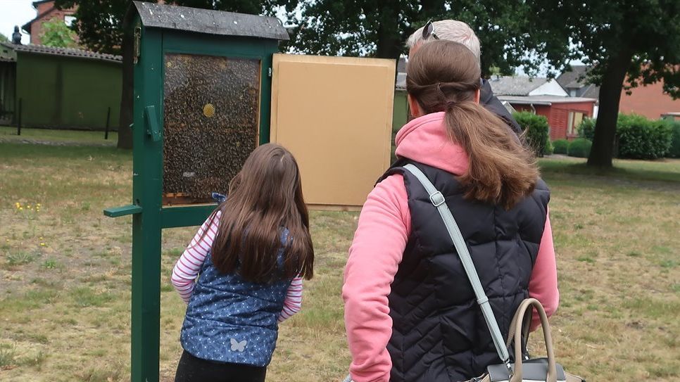 In einem Schaukasten konnten die Besucherinnen und Besucher am Tag der Imkerei Tausende Bienen bewundern, die sich um ihre Königin gescharrt hatten.  Foto: mr