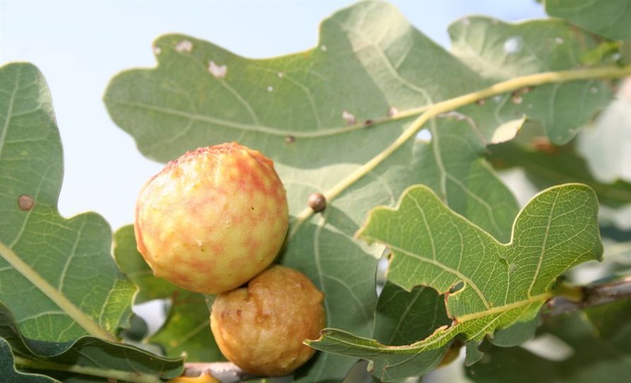 Kartoffelgallen an Eichenblättern. Foto: NABU/H.May