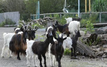 Waliser Schwarzhalsziegen gibt es im Beverstedter Tierpark Cux-Art zu bestaunen. Foto: eb