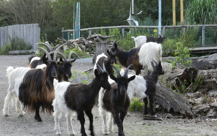 Waliser Schwarzhalsziegen gibt es im Beverstedter Tierpark Cux-Art zu bestaunen.  Foto: eb
