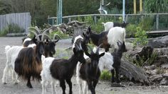 Waliser Schwarzhalsziegen gibt es im Beverstedter Tierpark Cux-Art zu bestaunen.  Foto: eb