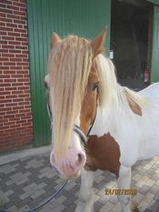 Für „Cody“ und zwei weitere Pferde werden neue Besitzer gesucht. Foto: eb