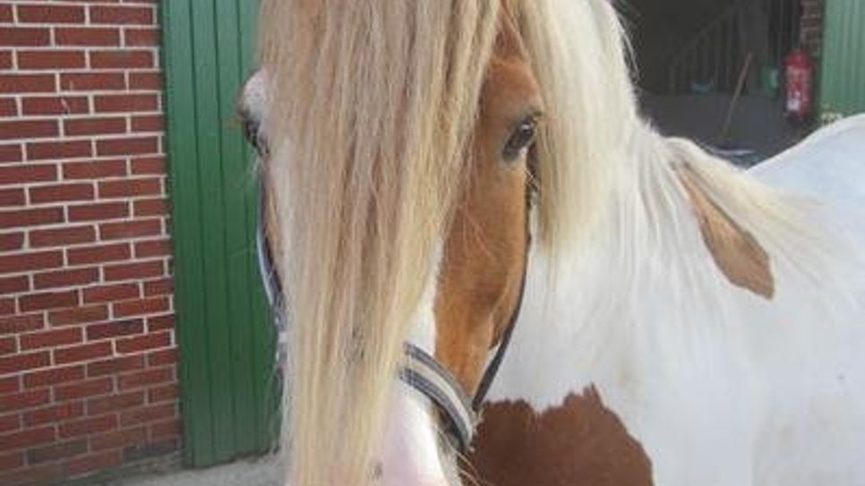 Für „Cody“ und zwei weitere Pferde werden neue Besitzer gesucht.  Foto: eb
