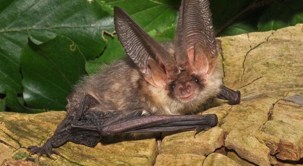 Braunes Langohr - eine unserer 25 heimischen Fledermausarten.  Foto: NABU/Eckhard Grimmberger
