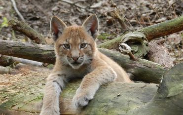 Dieser junge Luchs sowie seine beiden Geschwister können von Besuchern beobachtet werden.  Foto: eb