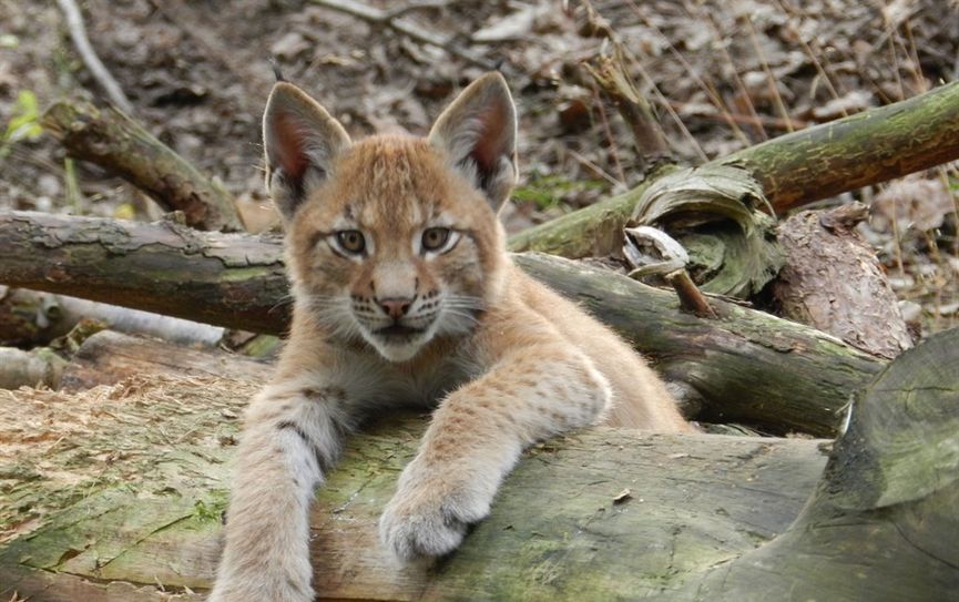 Dieser junge Luchs sowie seine beiden Geschwister können von Besuchern beobachtet werden.  Foto: eb