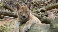 Dieser junge Luchs sowie seine beiden Geschwister können von Besuchern beobachtet werden.  Foto: eb