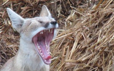 Steppenfuchs Rasputin freut sich schon auf zahlreiche Besucher, die ihm etwas Abwechslung bescheren. Foto: eb