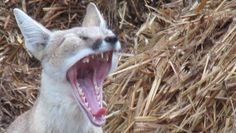 Steppenfuchs Rasputin freut sich schon auf zahlreiche Besucher, die ihm etwas Abwechslung bescheren. Foto: eb