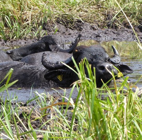 Durch Suhlen halten Wasserbüffel die Gewässer offen.  Foto: eb