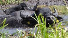 Durch Suhlen halten Wasserbüffel die Gewässer offen.  Foto: eb