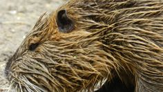 Nutrias warten im Tierpark auf zahlreiche Besucher.  Foto: eb