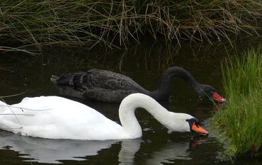 Es gibt viele unterschiedliche Tiere im Tierpark Cux-Art zu entdecken, wie zum Beispiel diese Schwäne. Foto: eb