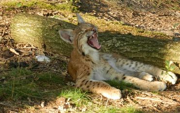 Kleiner Luchs zeigt Zähne. Foto: eb