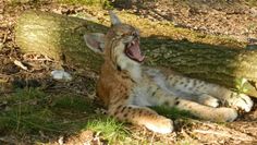 Kleiner Luchs zeigt Zähne.  Foto: eb