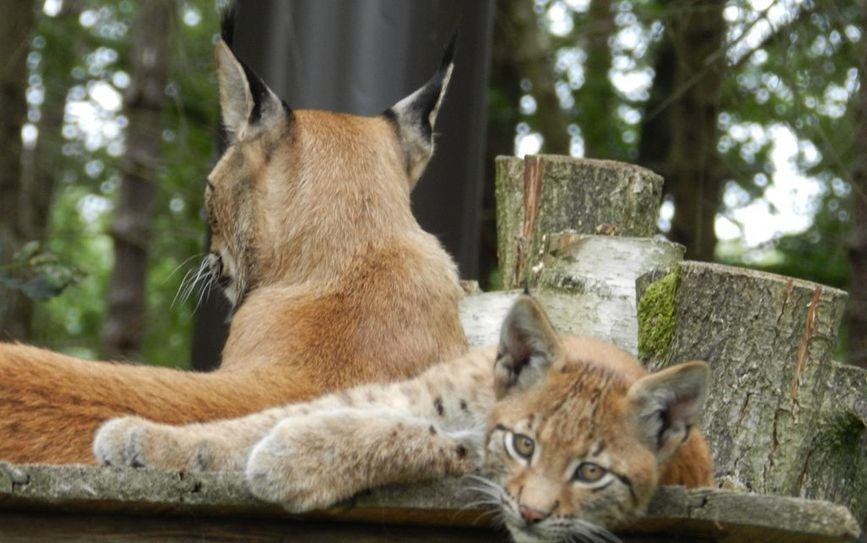 Diese jungen Luchse gibt es im Beverstedter Tierpark Cux-Art zu bestaunen.  Foto: eb
