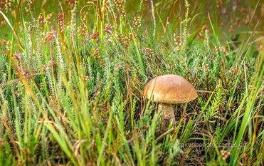 Er zählt zu den bekannteren Pilzen - der Steinpilz. Foto: Jens G. Kube