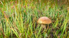 Er zählt zu den bekannteren Pilzen - der Steinpilz. Foto: Jens G. Kube
