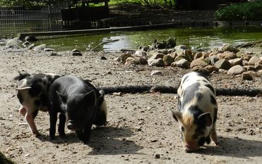 Minnesota Minipig-Ferkelchen im Tierpark Cux-Art. Foto: eb