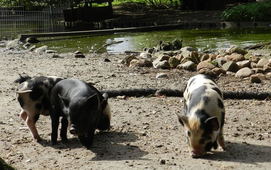Minnesota Minipig-Ferkelchen im Tierpark Cux-Art.  Foto: eb