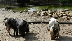 Minnesota Minipig-Ferkelchen im Tierpark Cux-Art.  Foto: eb