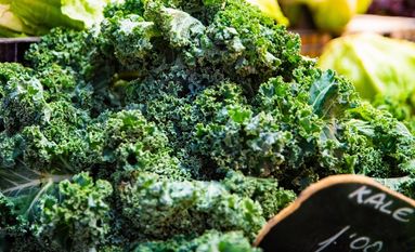 Der Grünkohl, Braunkohl oder Krauskohl gehört zur Familie der Kreuzblütengewächse. Er ist ein typisches Wintergemüse und eine Zuchtform des Gemüsekohls. Foto: AdobeStock/antic