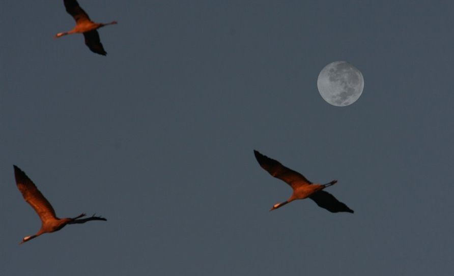Auf einer ganz besonderen Abendführung werden Kraniche - die Vögel des Glücks - die Teilnehmer faszinieren. Foto: eb